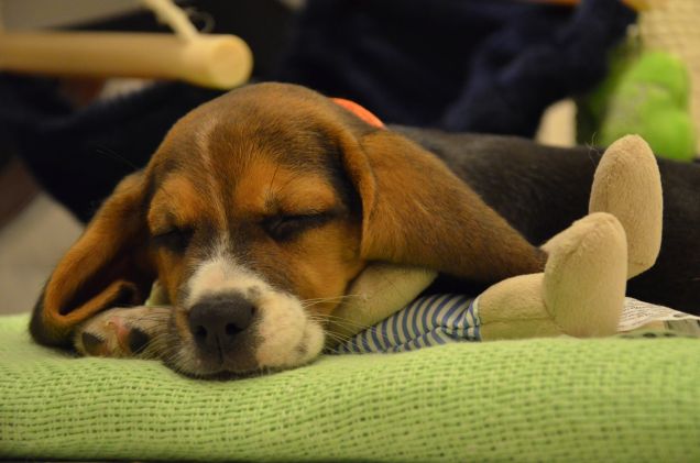 Liù e la sua prima nanna a casa nostra