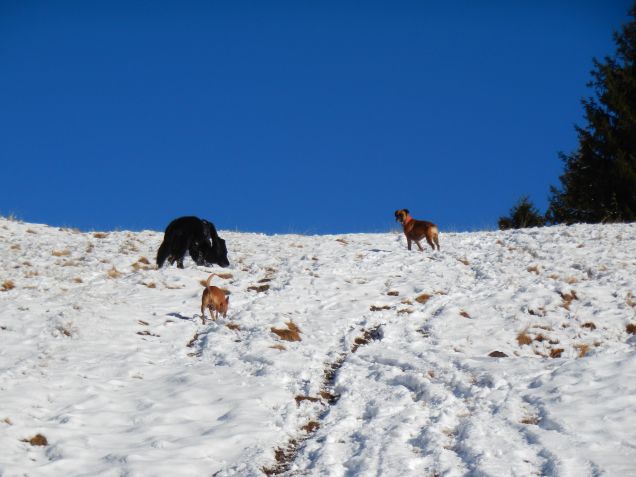 In compagnia di Nina