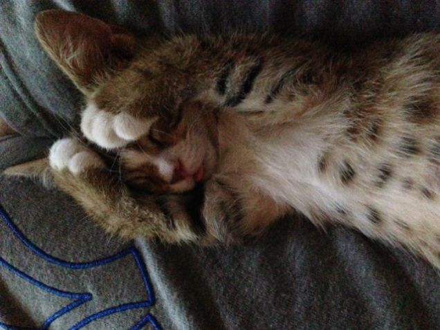 il mio ultimo grande amore ...