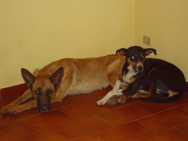 Regalo Due Cani Da GUARDIA ma anche affettuosi