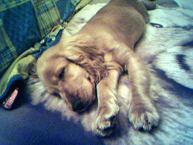 PUPPY