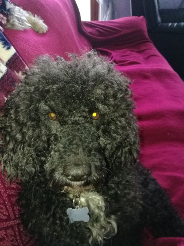 Morfeo a casa sul divano