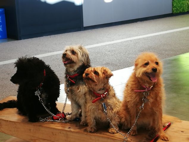 Alla scoperta di 'FICO'