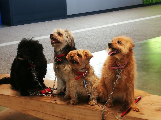 Alla scoperta di FICO