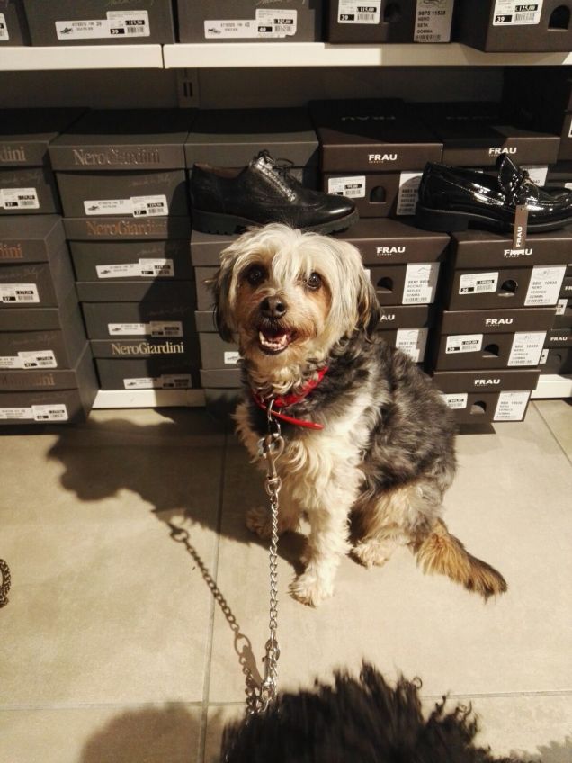 Sono indecisa....quali scarpe comprare