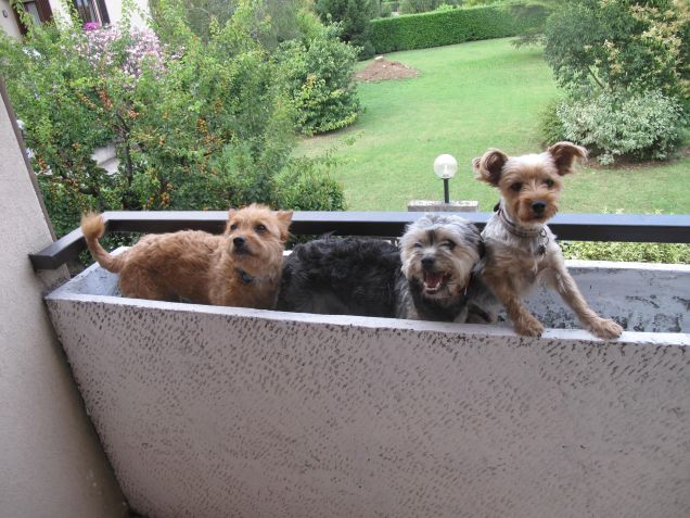 Una fioriera per tre