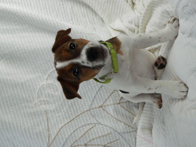 Felice Natale dalla piccola Jack Russell !!! 