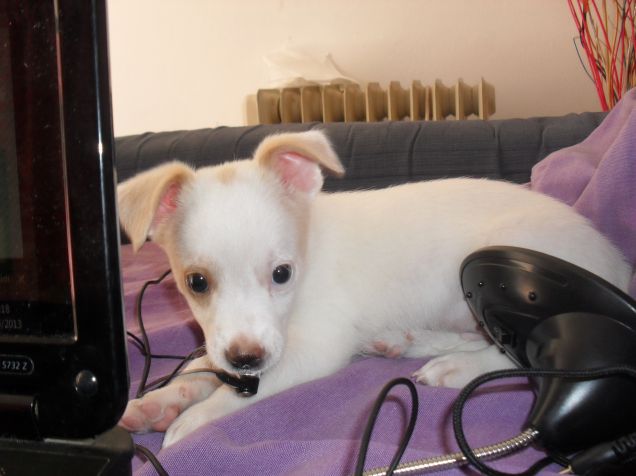 Tobi supertecnologico!!!