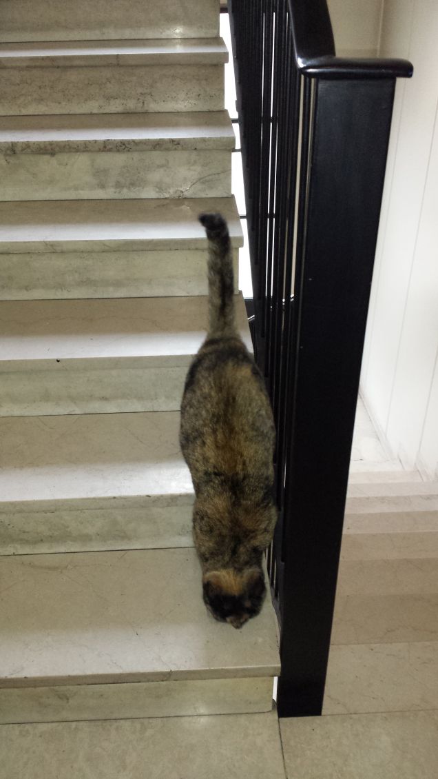...una gatta...una passione per le scale! :D