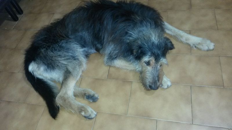 adozione del cuore: Jerry