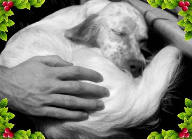 Merry Christmas From Lady 