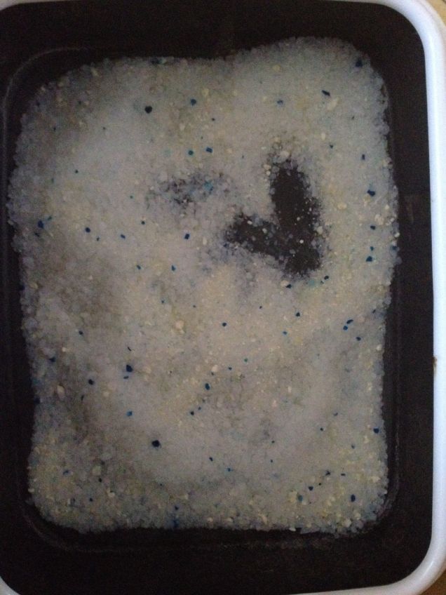 Poggie fa un cuore nella sabbia