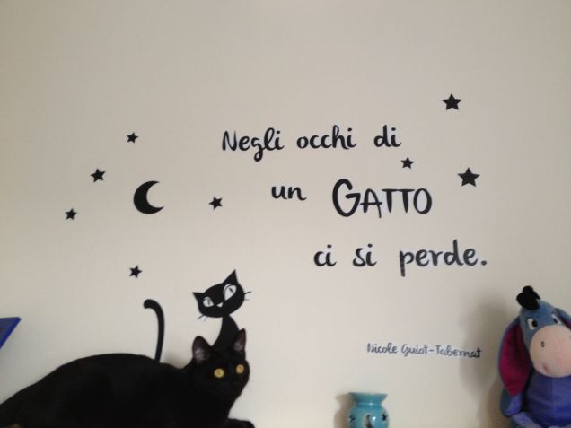 negli occhi di un gatto ci si perde