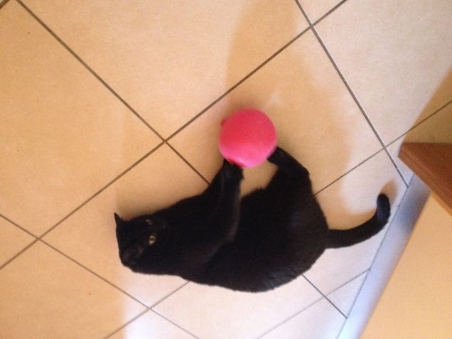 Poggie e i palloncini