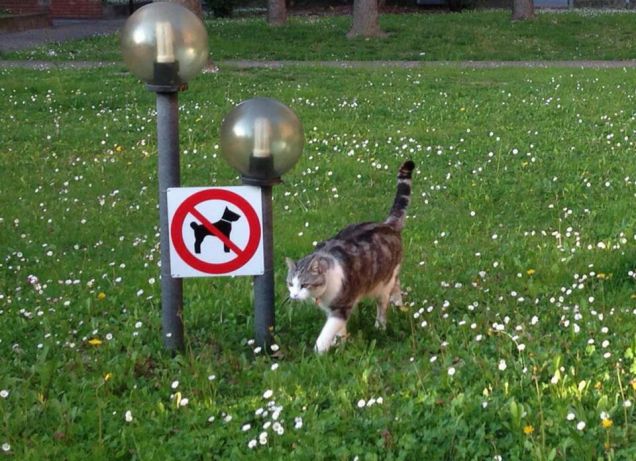 I gatti possono fare qualsiasi cosa....