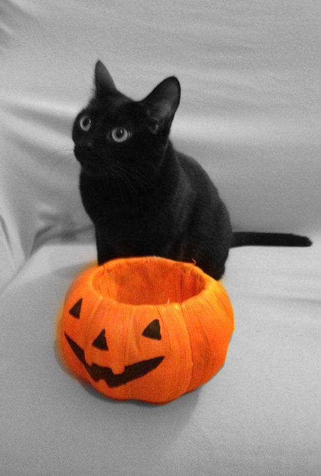 Dolcetto o Scherzetto?