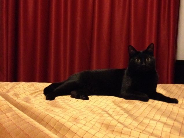 Poggie in hotel ****