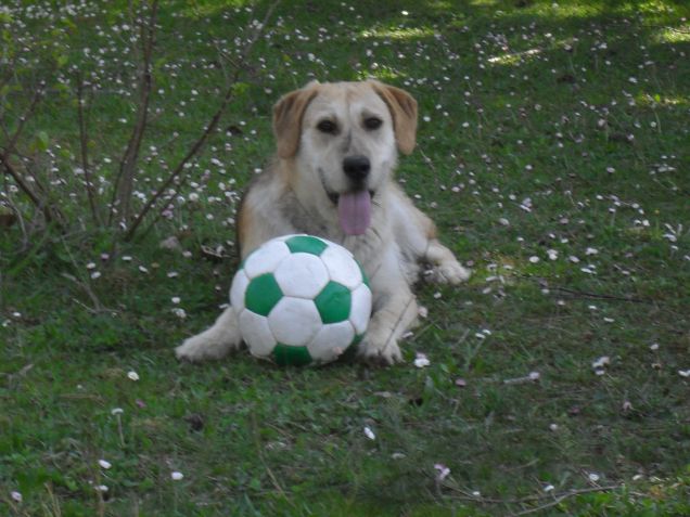 Tigro e la sua palla