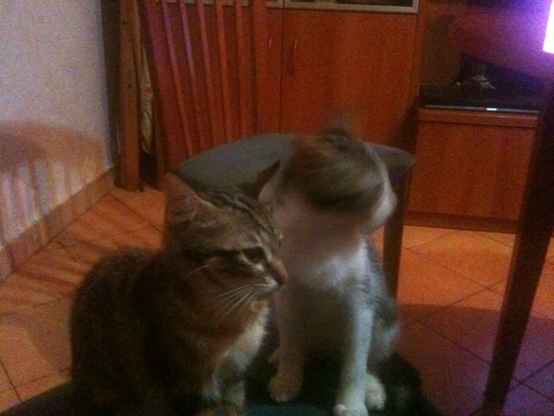 regalo 2 cuccioli  di gatto di 3 me