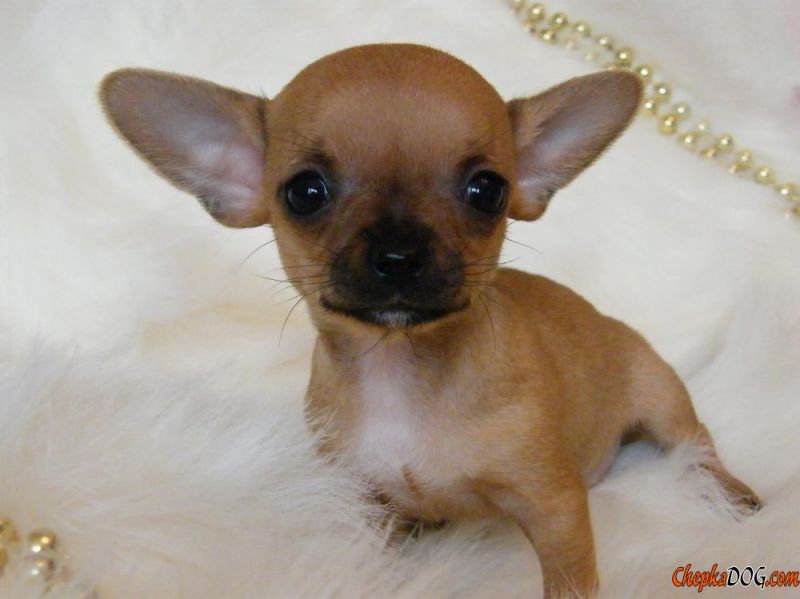 Cerco chihuahua