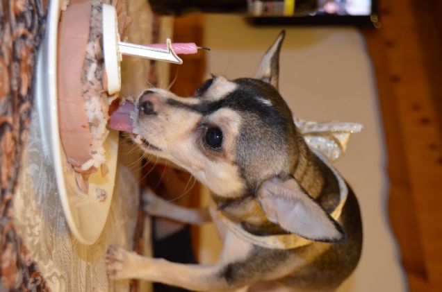 Lexie compie 1 anno!!