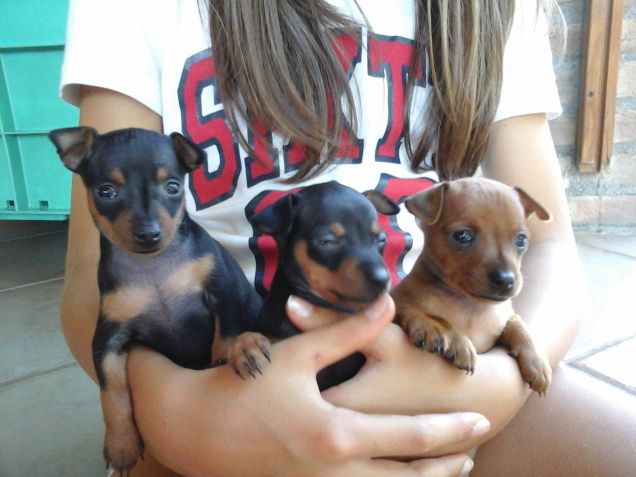 le cuccciole di sissy