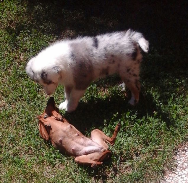 sissy e kira  fanno amicizia