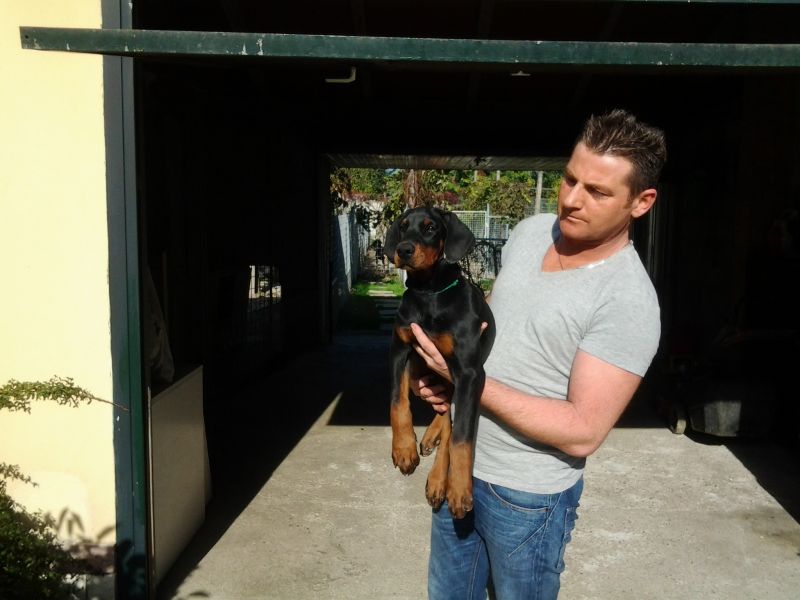 dobermann cucciolata selezionata