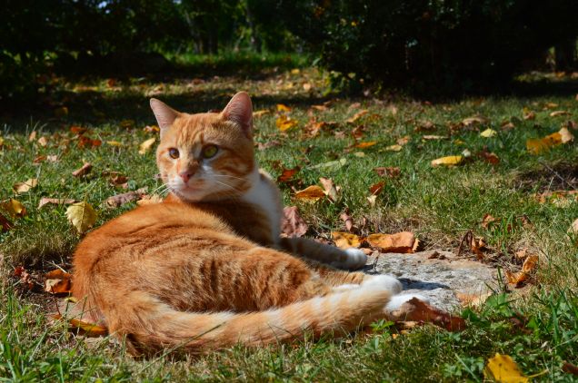 Wosso che prende gli ultimi raggi di sole