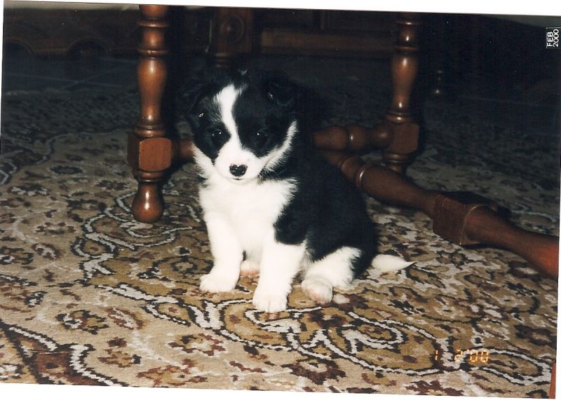 cane volpino piccola taglia