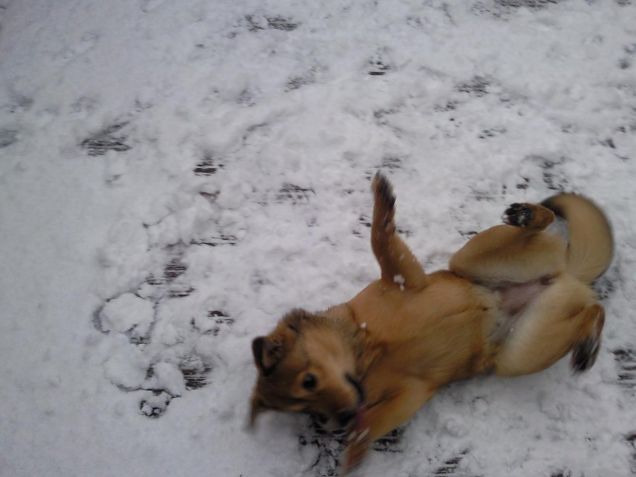 rotolando nella nevee!!