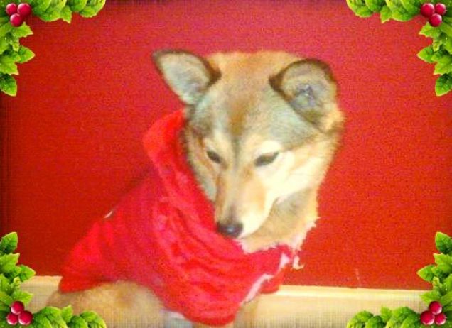 buone feste da Sasha!