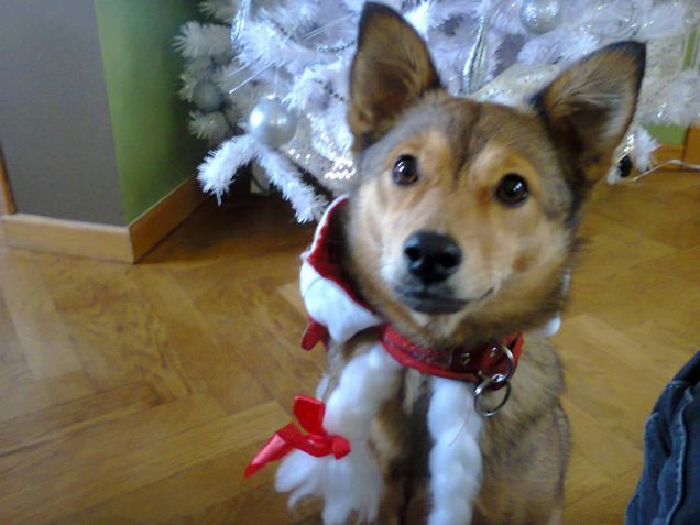 buone feste da Sasha!