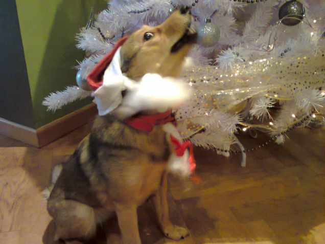 buone feste da Sasha!