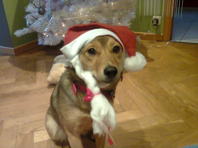 buone feste da Sasha!