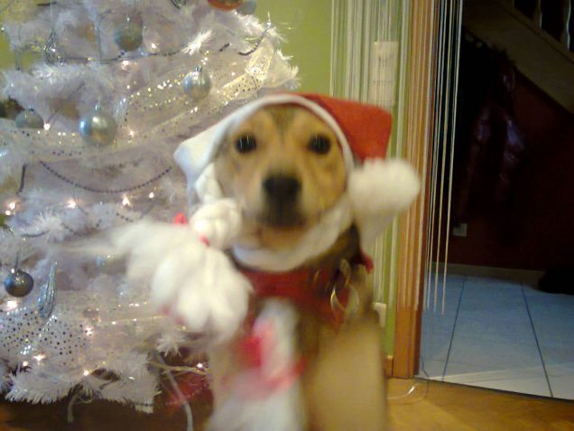 buone feste da Sasha!