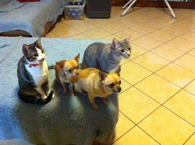 la mia famiglia pelosa