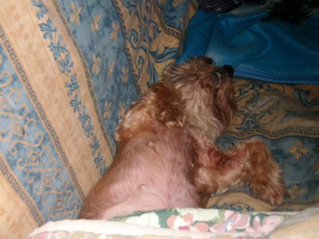 lulù la pigrona come la padrona XD