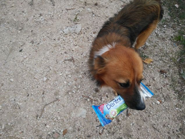 grazie Purina Dentalife