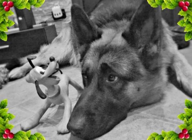 Buon Natale da Black e dal mio giochino Pluto