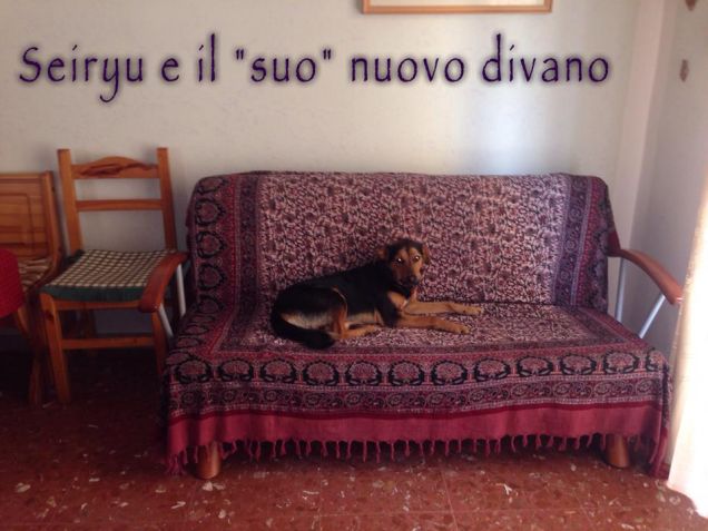 Seiryu e il divano nuovo...