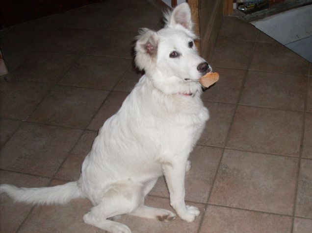 la mia cagnetta sissi