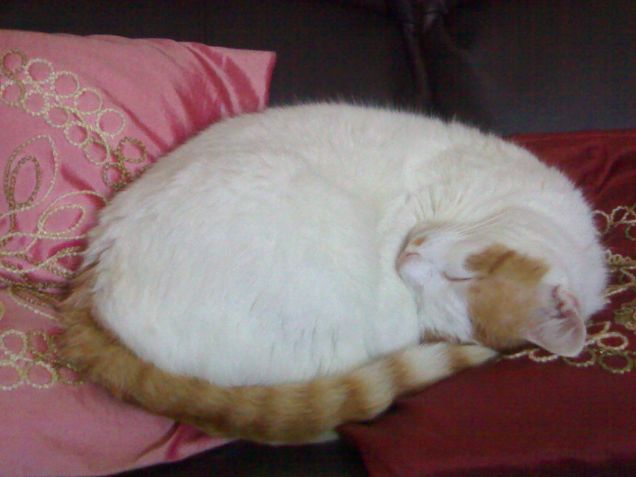 Quando sono tanto stanco dormo così...