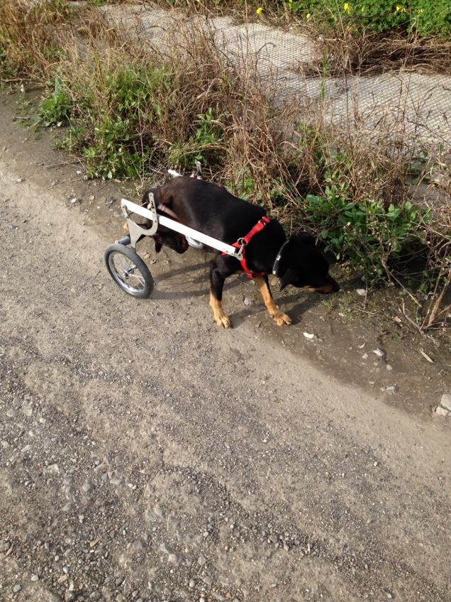 il mio cane.. avventuroso nonostantw tutto ! 