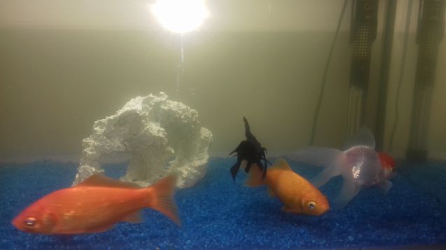 Gertrude, livia , Lorenzo,  aceto e Zorro 