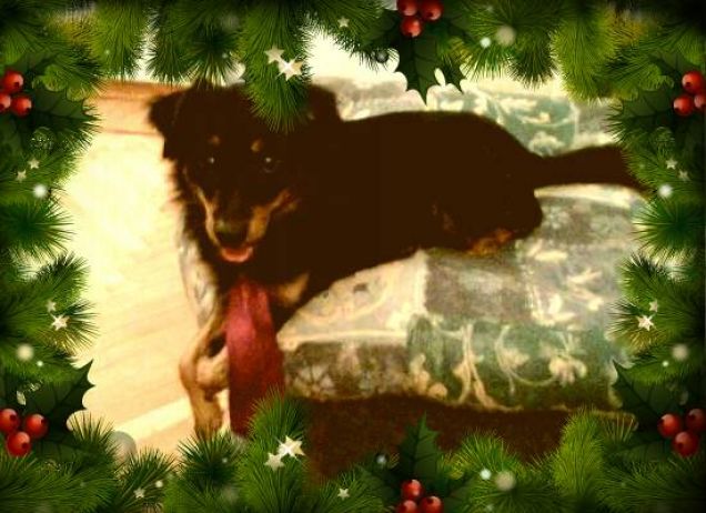 Elegantemente natalizio Tyson 