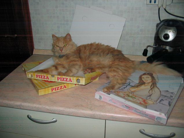 gatto pizza