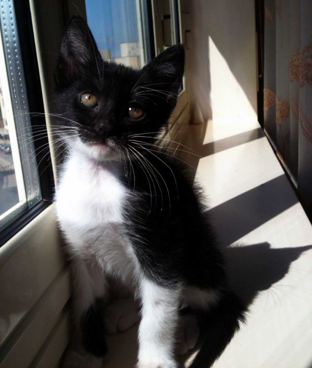 gigio il gatto furbettino