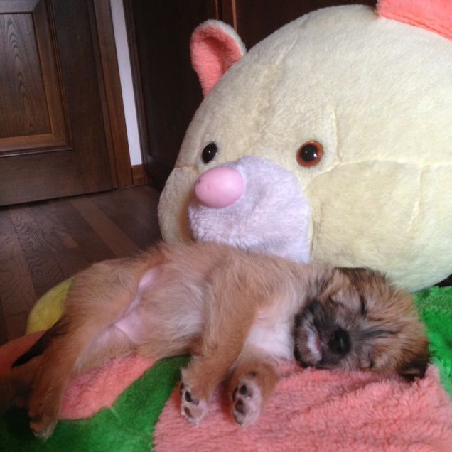 un orso gigante come amico