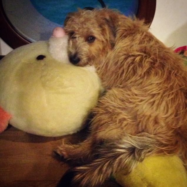 il suo orso preferito da quando era piccolissima